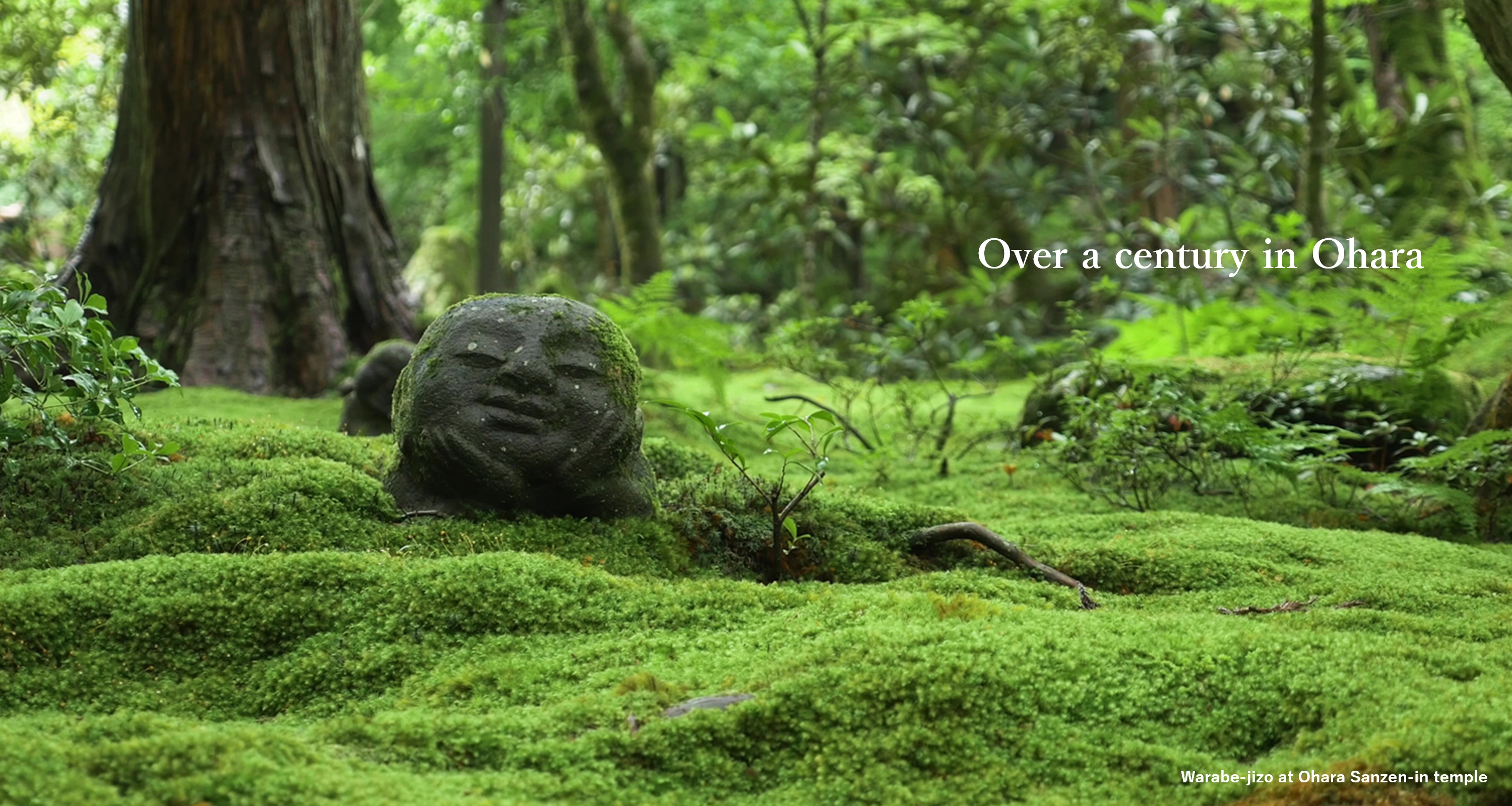 Over a century in Ohara Warabe-jizo at Ohara Sanzen-in temple